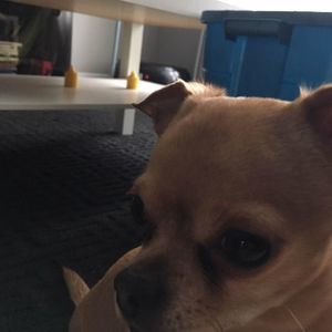 Meet your Posher, Marcelo